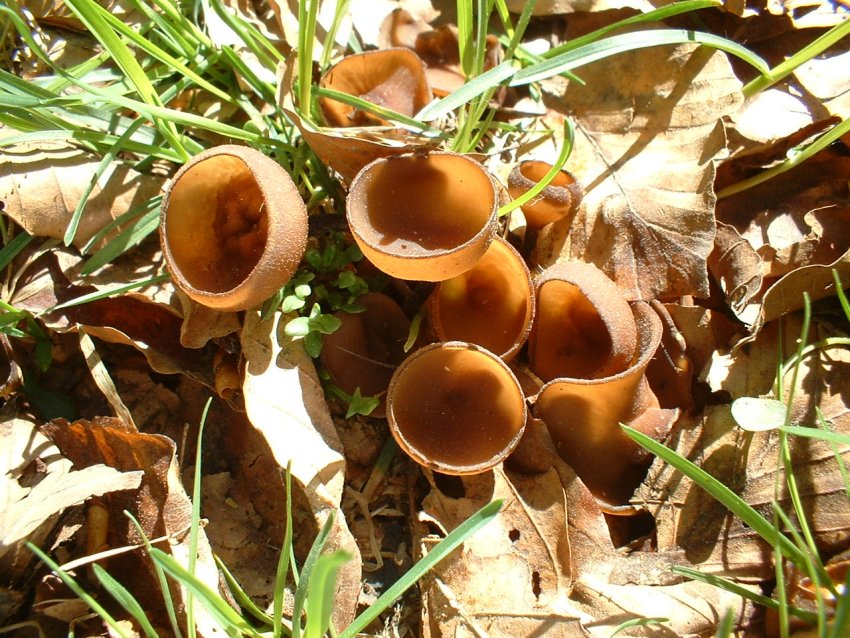 funghi per puffi